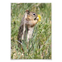 Ground Squirrel Eating Flower Photo Art