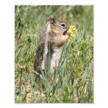 Ground Squirrel Eating Flower Photographic Print