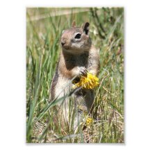 Ground Squirrel Holding Flower Photo Art