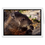 Groundhog Close Up Greeting Cards