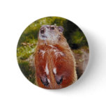 Groundhog Standing buttons