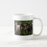 Group Of Bighorn Sheep Rams Coffee Mugs