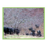 Group Of Cows Going To Drink Water Post Card