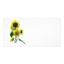 Group of Sunflowers Picture Card
