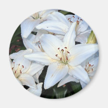Group of White Lilies Magnets