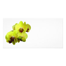 Group of Yellow Orchids Photo Cards