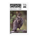 Grouse Postage Stamp