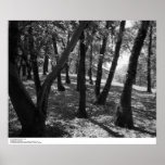 Grove at Hopland Station, 1966 posters