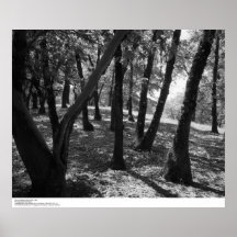 Grove at Hopland Station, 1966 Poster