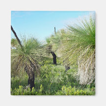 Grove of blackboy trees magnet