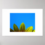 Grow posters