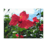 Grow Towards the Sky postcard