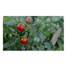 Growing Tomatoes in a Garden Business Card Templates