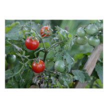Growing Tomatoes in a Garden Custom Announcement