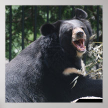 Growling Bear Poster