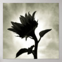 growth posters