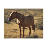 Grumpy Chestnut postcards