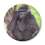 Grumpy Gorilla magnets