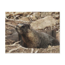 Grumpy Marmot