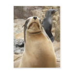 Grumpy Sea Lion postcards