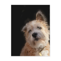 Grumpy Terrier Postcard