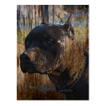 Grunge American Staffordshire Terrier Pitbull Post Cards