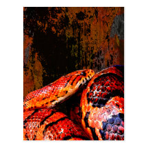 Grunge Corn Snake Coiled Post Card