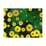 Grunge Daisies Postcard