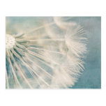 Grunge Dandelion Postcard