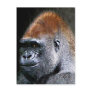 Grunge Lowland Gorilla Close-up Face Post Cards