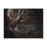 Grunge Tabby Cat Face in Shadow Post Card
