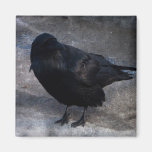 Grungy Raven; No Text Fridge Magnet