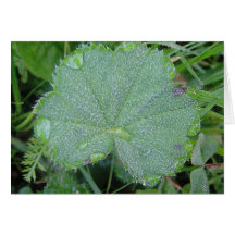 Grusskarte hübsches Blatt mit Wassertropfen,blanko