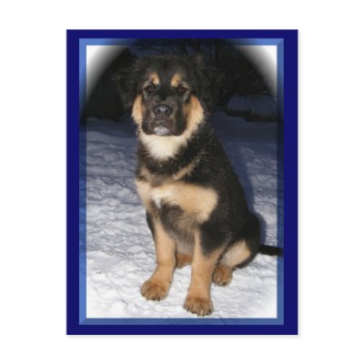GSD Mix postcards by Petcetera