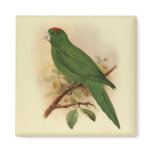 Guadeloupe Parakeet Extinct 1908 magnets