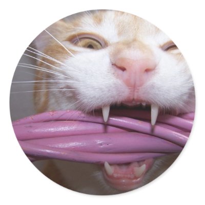 Guard cat sticker by KatAnnette