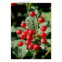 guelder rose greeting cards