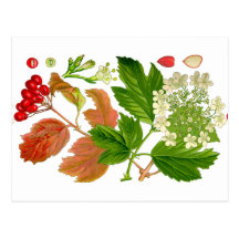 guelder rose postkarten