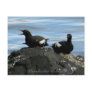 Guillemots on a Rock, Unalaska Island Post Cards