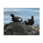Guillemots on a Rock, Unalaska Island postcards