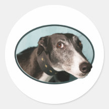 Guilty Greyhound in Oval Round Sticker