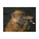 Guinea Baboon Postcard