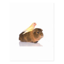 guinea pig and yellow bird post card