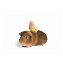 guinea pig and yellow bird postcard