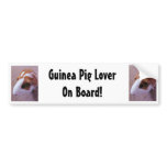 Guinea Pig Bumber Sticker bumper stickers