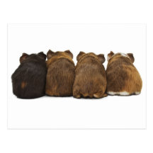 Guinea Pig Butts Postcard