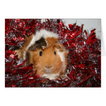Guinea Pig Christmas Greeting Cards