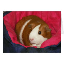 Guinea Pig in a Cozie Notecard