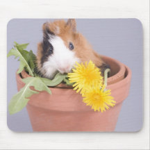 guinea pig in a flowerpot mousepads