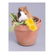 guinea pig in a flowerpot post card